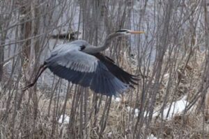 great blue heron flying